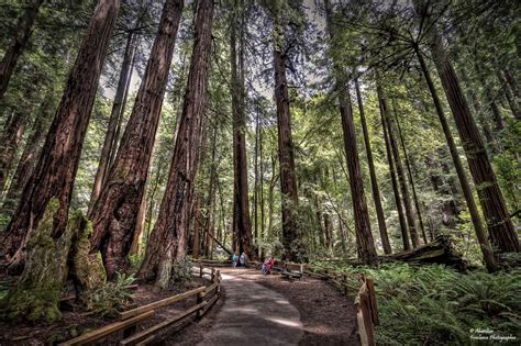 Muir Woods