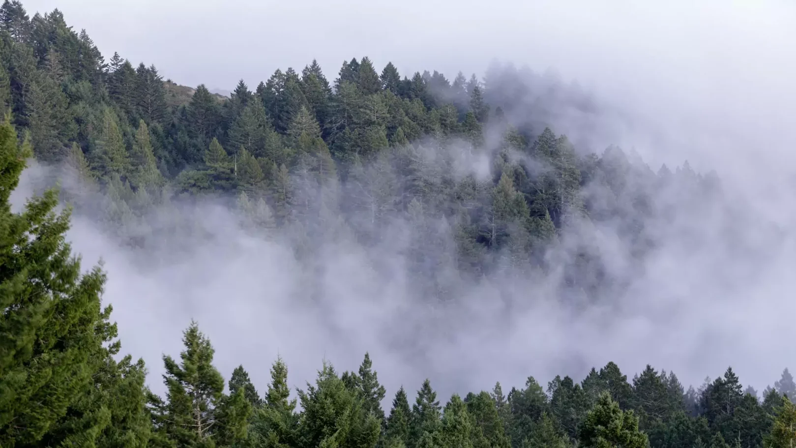 Mount Tamalpais State Park